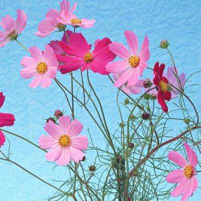 开元棋脾官方网站·官方网站截图