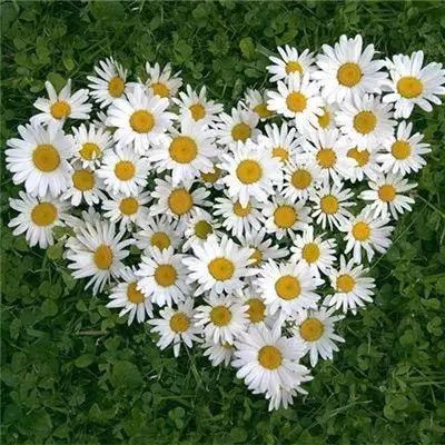 开元棋脾官方网站·官方网站截图